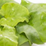 オカワカメは食べられるグリーンカーテン!簡単に育てて栄養たっぷり