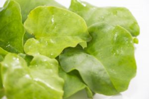 オカワカメは食べられるグリーンカーテン！簡単に育てて栄養たっぷり